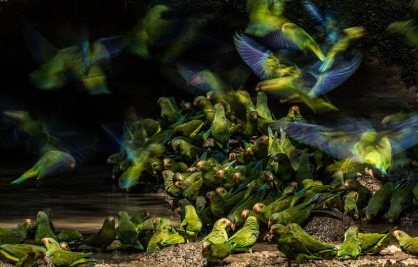 برترین عکس‌های مسابقات عکاسی پرندگان
