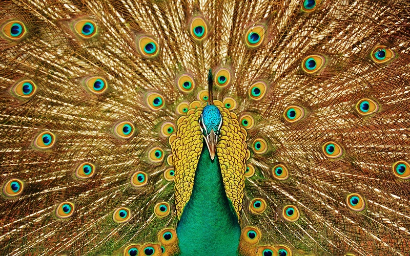 تعبیر خواب طاووس
