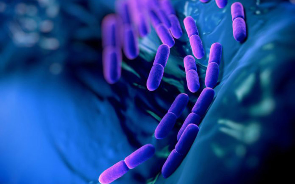 مدیریت ویتامین D بدن توسط باکتری های روده