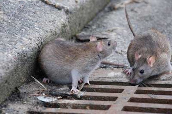 ۲ هزار و ۲۷۰ سوراخ موش در تهران شناسایی شد