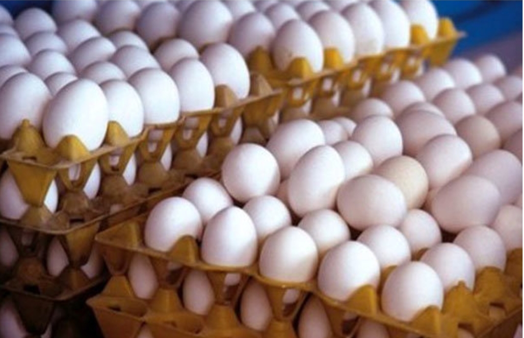قحطی به جان کارتن و شانه تخم مرغ افتاد/ مشکلات جدید تولیدکنندگان تخم مرغ