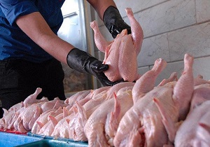 قیمت هر کیلو مرغ ۳۰۰ تومان کاهش یافت