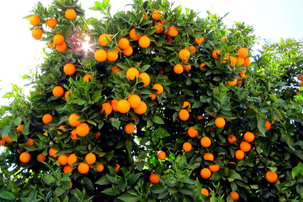 رتبه نخست مازندران در تولید پرتقال