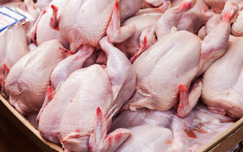 کاهش قیمت مرغ به روایت حجتی
