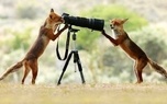 دوربین حرفه‌ای که به روباه‌ها تعلق دارد! / عکس