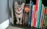 گربه زنده بخشی از قفسه‌های این کتابخانه است!/ عکس