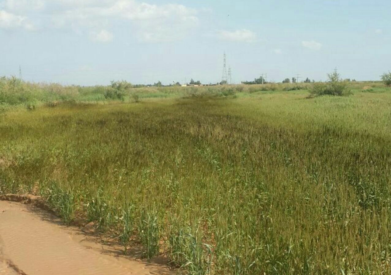 حمله نفت به مزارع گندم/رنج کشاورزان گنج نشد+تصویر