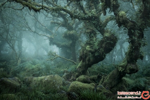 مخوف‌ترین و زیباترین جنگل روی زمین+تصاویر