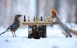 شطرنج بازی سنجاب و پرنده زیبا+ عکس