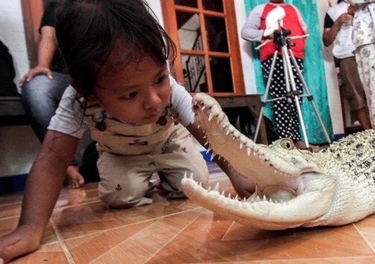 تمساح و مار پیتون همبازی دختر ۳ ساله! +عکس