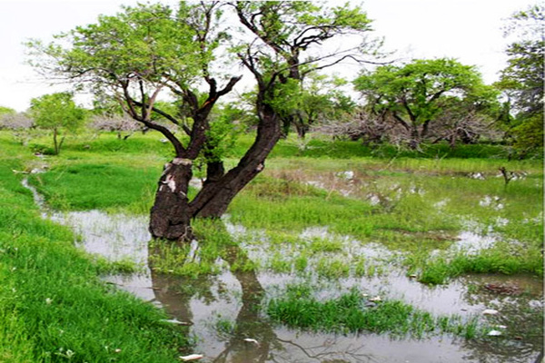 بارش‌های سیل آسای اخیر  یازده میلیارد تومان به کشاورزان روستاهای طارم‌سفلی خسارت وارد کرد