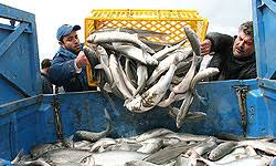 صید ماهی حلواسفید در شمال غرب خلیج فارس ممنوع شد
