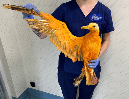 پرنده عجیبی که تبدیل به موجود نارنجی رنگ شد +تصاویر