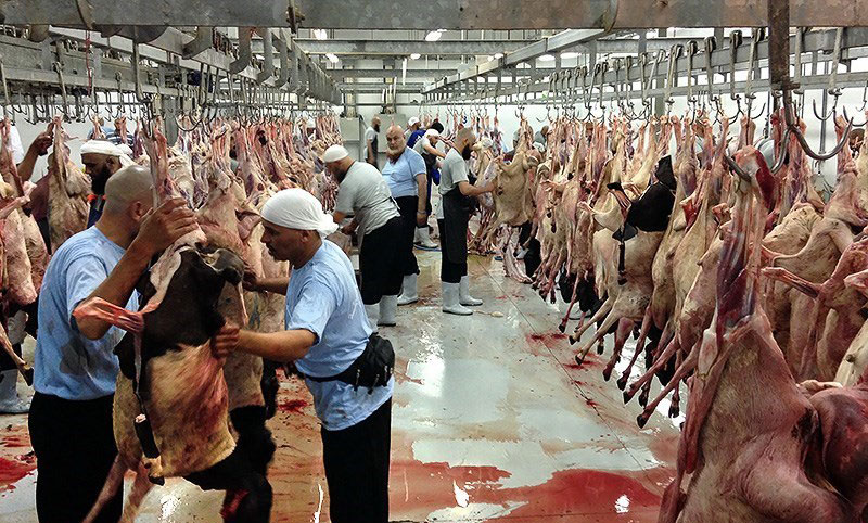 چرا گوشت‌های قربانی حجاج ایرانی به کشور منتقل نشد؟