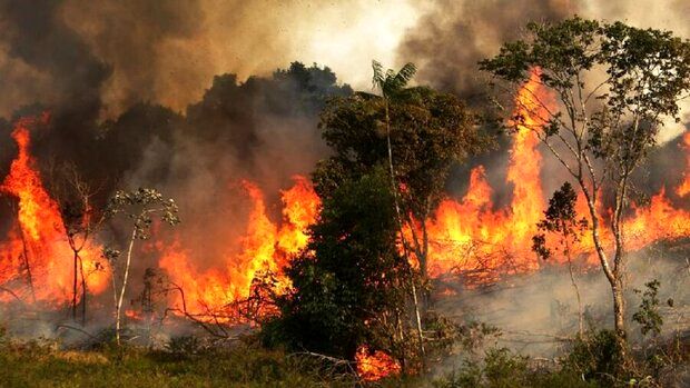 رئیس سازمان محیط زیست: آتش‌سوزی جنگل‌ها را بزرگ نکنید!