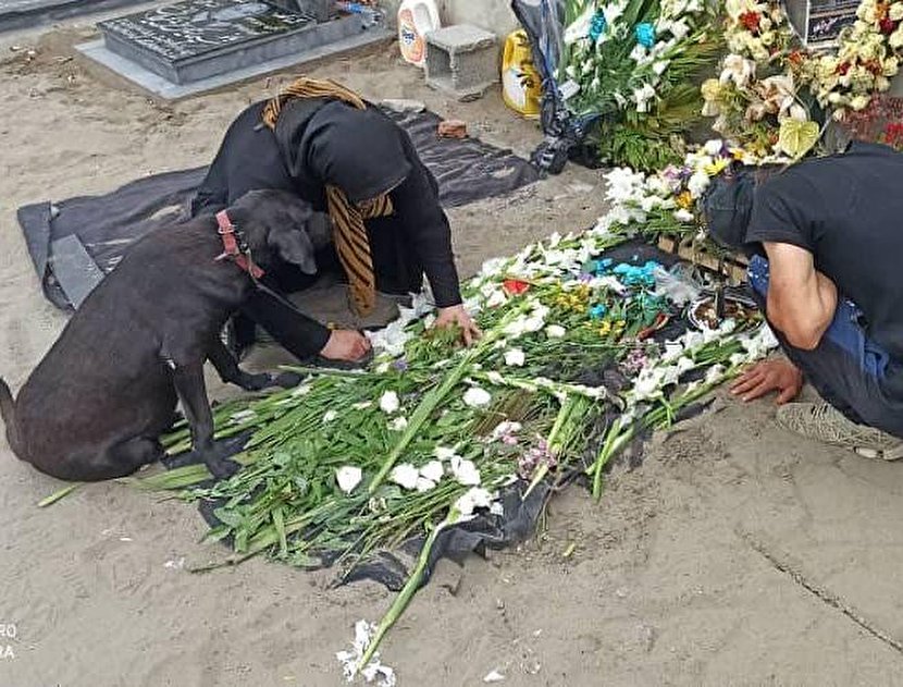 سگ وفادار کنار قبر صاحبش در انزلی/ عکس