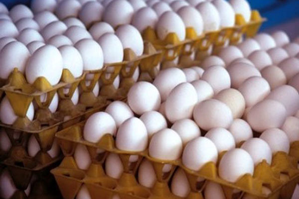 قیمت تخم مرغ از ۵ هزار تومان عبور کرد
