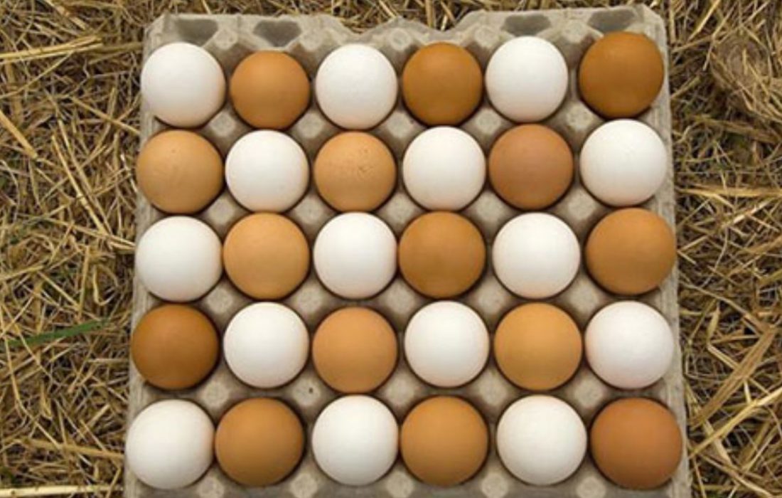 ماجرای کوچک‌شدن تخم مرغ‌ها چست؟