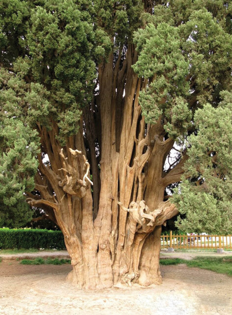 درختی زیبا در ایران که مارکوپولو از آن دیدن کرد/عکس