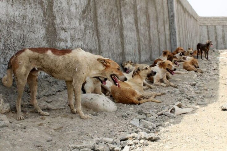 تهدید حیات‌وحش ایران توسط سگ‌های ولگرد