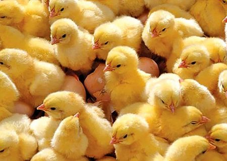 افزایش ۴۵ درصدی جوجه ریزی و قیمت مرغ
