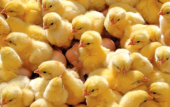 افزایش ۴۵ درصدی جوجه ریزی و قیمت مرغ