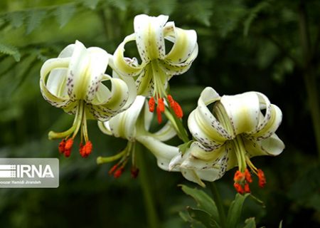 شکوفایی نادرترین گل جهان در داماش گیلان