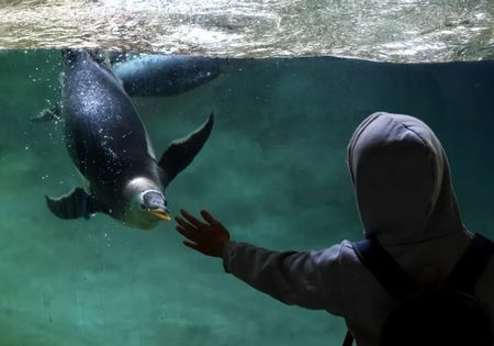 آکواریوم پنگوئن ها / عکس
