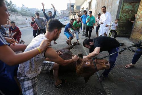 قربانی کردن گاو به مناسبت عید قربان در نوار غزه/ عکس