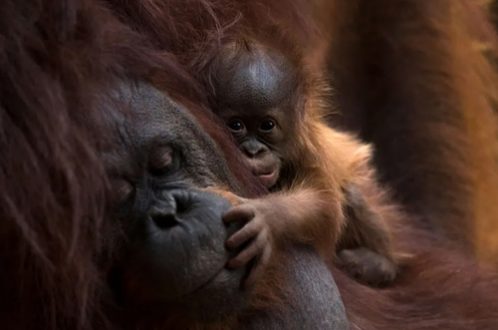 اورانگوتان تازه متولد شده در باغ وحش در اسپانیا/ عکس
