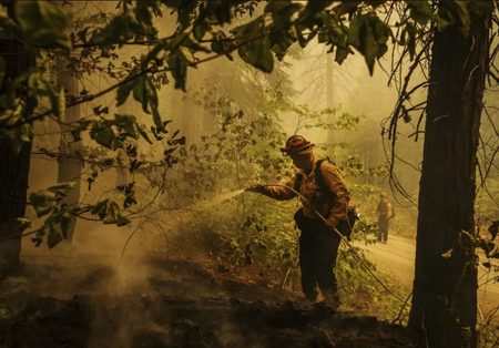 عملیات مهار آتش در جنگل های کالیفرنیا /عکس