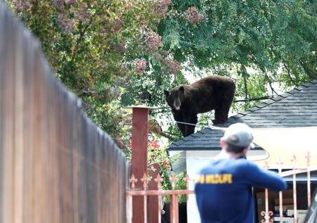 زنده گیری یک خرس در خانه ای در کالیفرنیا /عکس