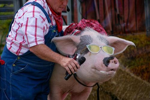 آرایش خوک در آمریکا/ عکس