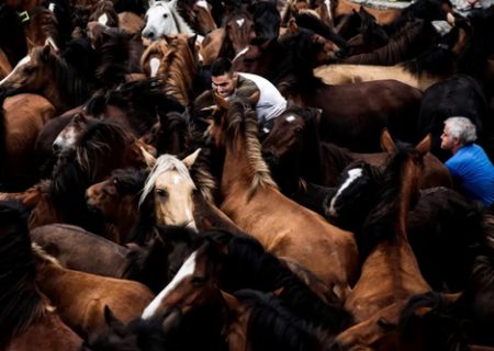 جشنواره گرفتن اسبهای وحشی در اسپانیا/عکس