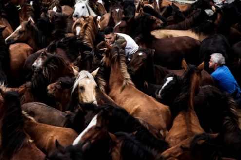جشنواره گرفتن اسبهای وحشی در اسپانیا/عکس