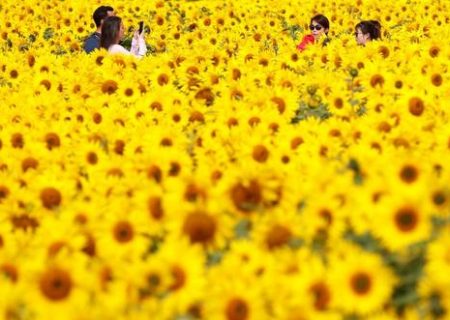 عکس گرفتن در مزرعه گل آفتابگردان در بریتانیا/عکس