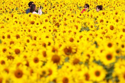 عکس گرفتن در مزرعه گل آفتابگردان در بریتانیا/عکس