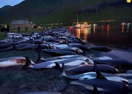 کشتار وحشیانه ۱۴۰۰ دلفین در جزایر فارو / عکس