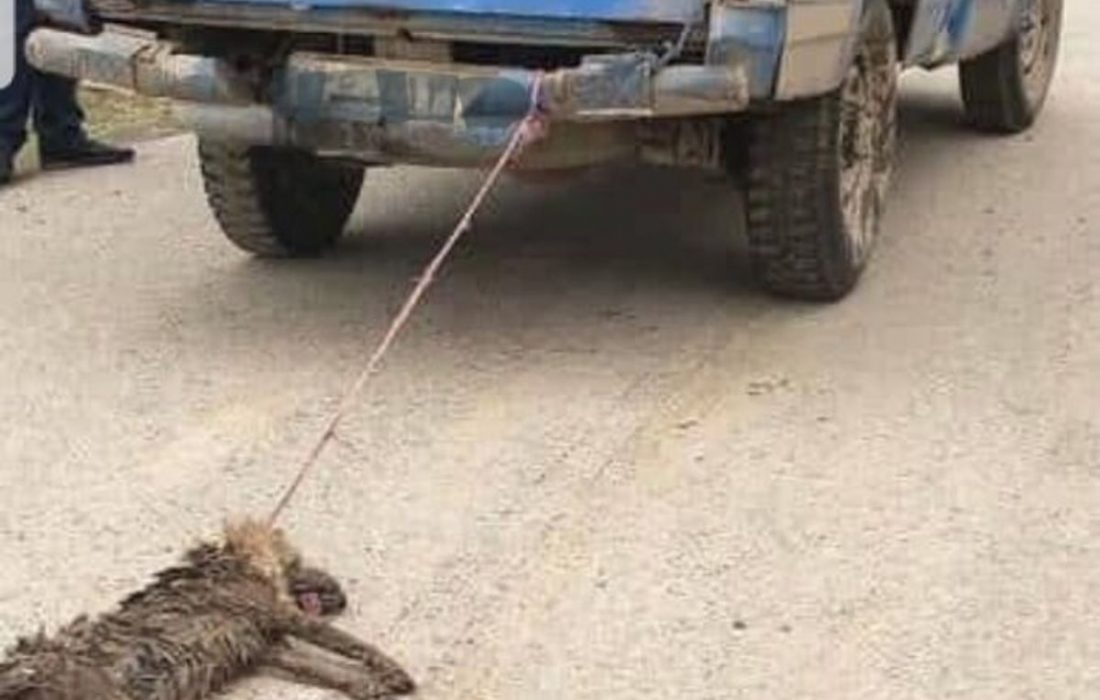 دهیار حیوان‌آزار در نوشهر دستگیر شد