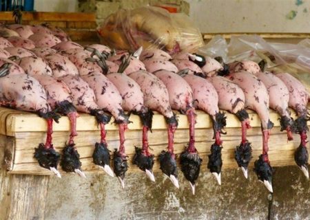 نسل‌کشی در منوی رستوران‌ها / گردشِ مالیِ ۱٢۰ میلیاردی گوشت پرندگانِ مهاجر