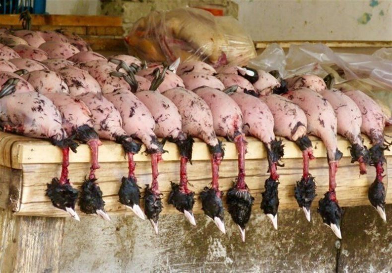 نسل‌کشی در منوی رستوران‌ها / گردشِ مالیِ ۱٢۰ میلیاردی گوشت پرندگانِ مهاجر