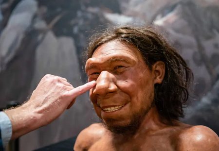 انسان اولیه نئاندرتال در موزه هلند/ عکس