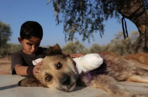 مراقبت کودک سوری از سگ قطع عضو شده /عکس