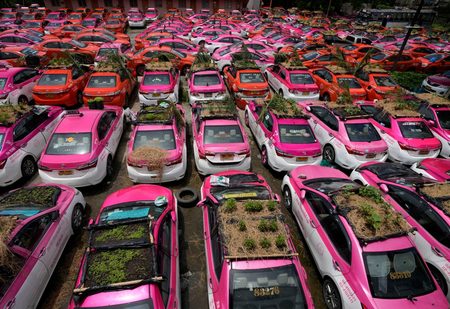 کاشت سبزه روی سقف تاکسی های بیکار شده در اثر بحران کرونا /عکس