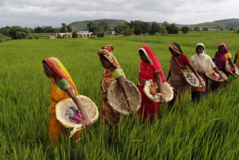 زنان کشاورز هندی / عکس