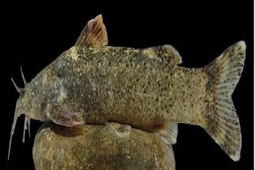 کشف گونه جدید ماهی به نام «علی دایی»/ عکس