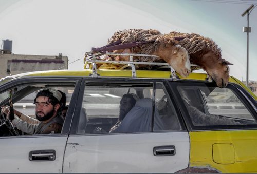 حمل گوسفند با تاکسی در شهر قندهار افغانستان/ عکس