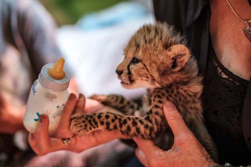 شیر دادن به یک بچه یوزپلنگ /عکس