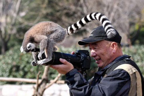علاقه یک میمون به دوربین عکاسی /عکس