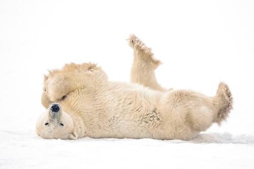 خرس قطبی کانادا/ عکس
